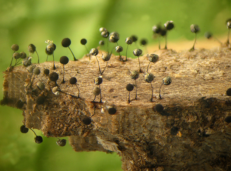 Lamproderma (arcyrionema?)